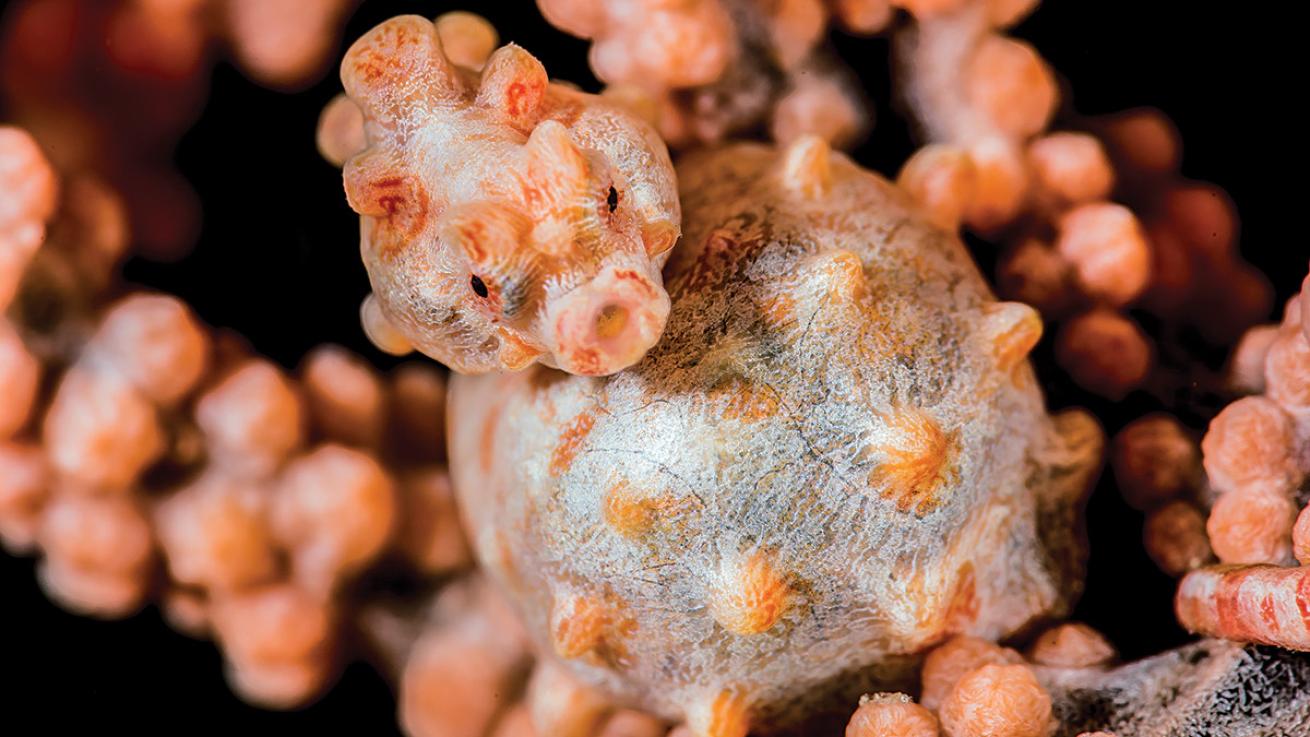 pygmy seahorse