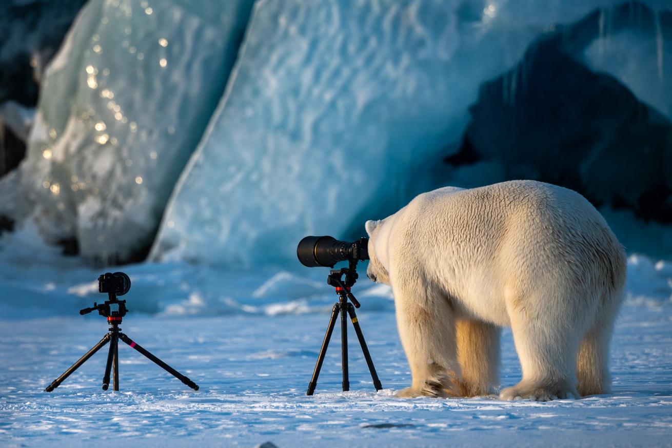 polar bear funny photos