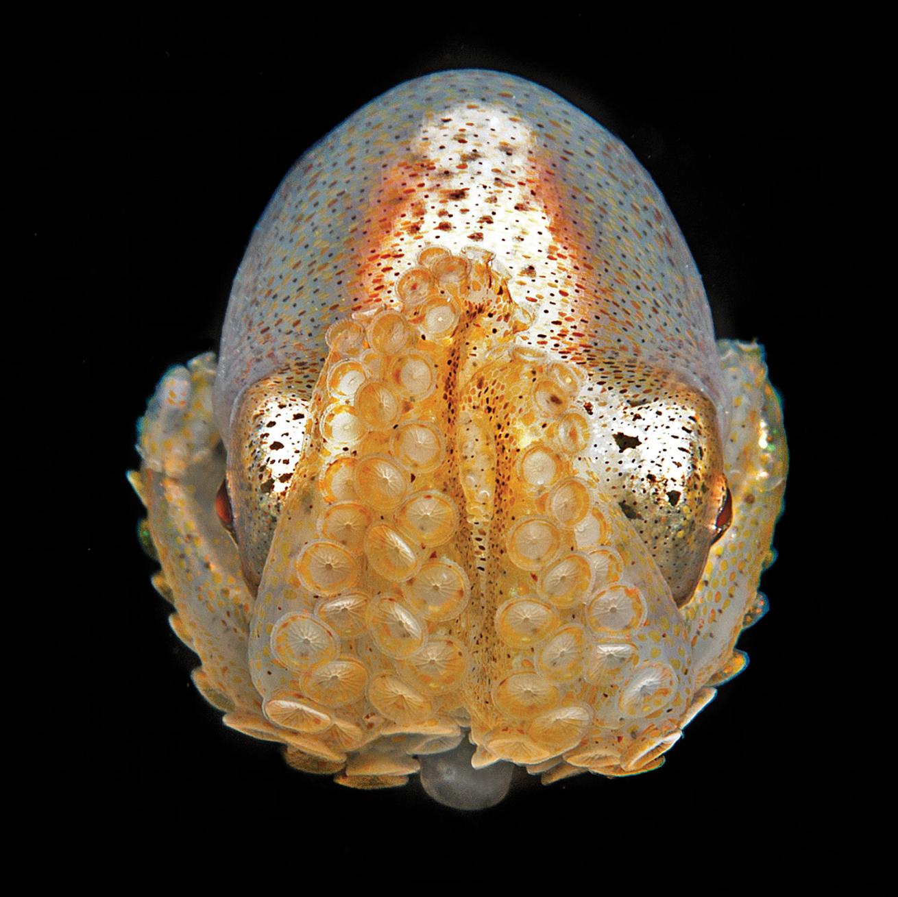 larval octopus