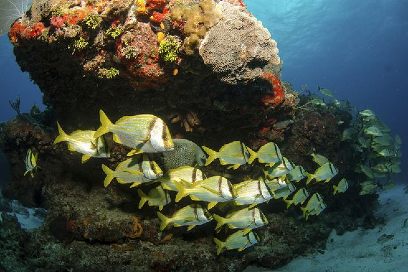 Mexico scuba diving