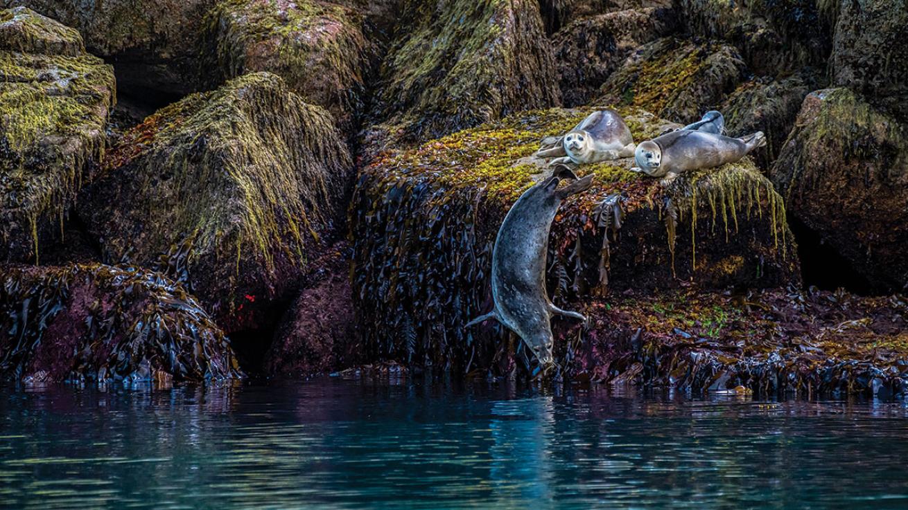 harbor seals