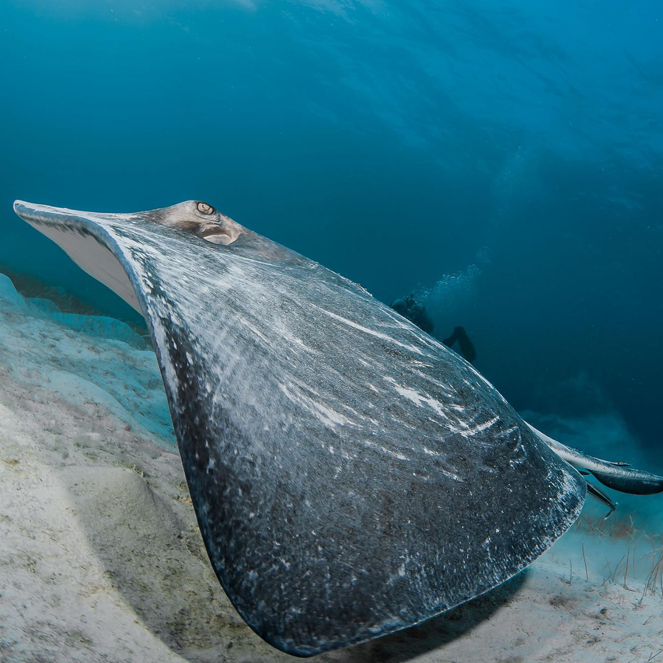 aqua cat liveaboard