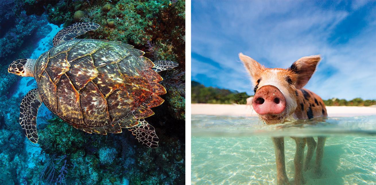 swimming pigs of bahamas