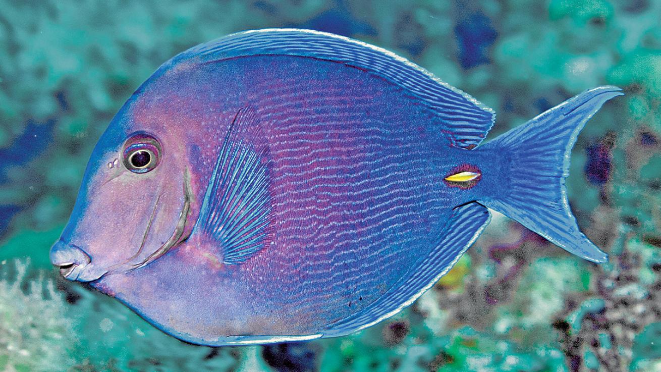 blue tang