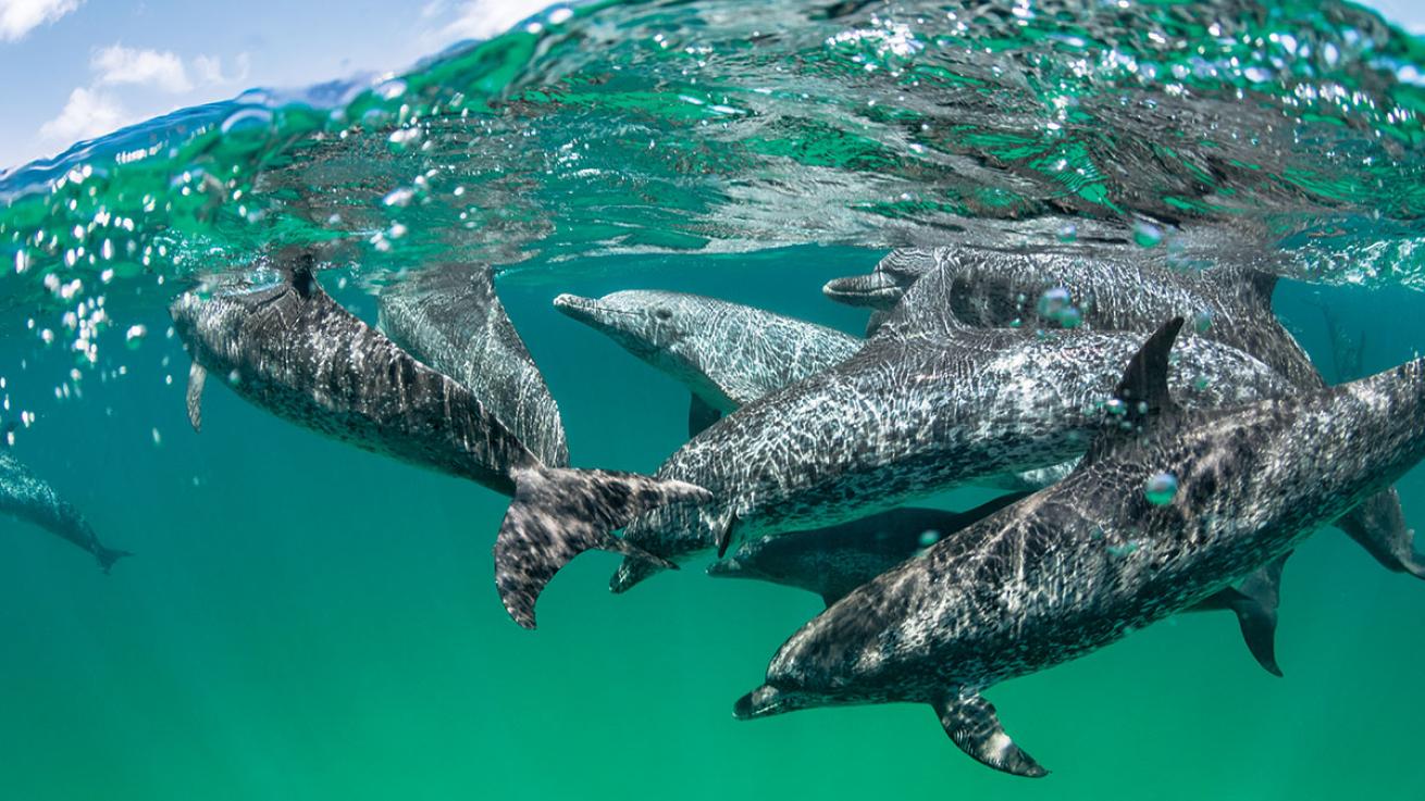 brent durand underwater photography