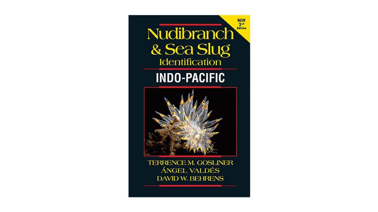 nudibranch and sea slug identification