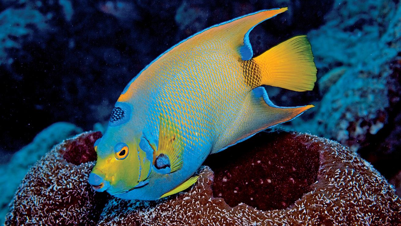 queen angelfish