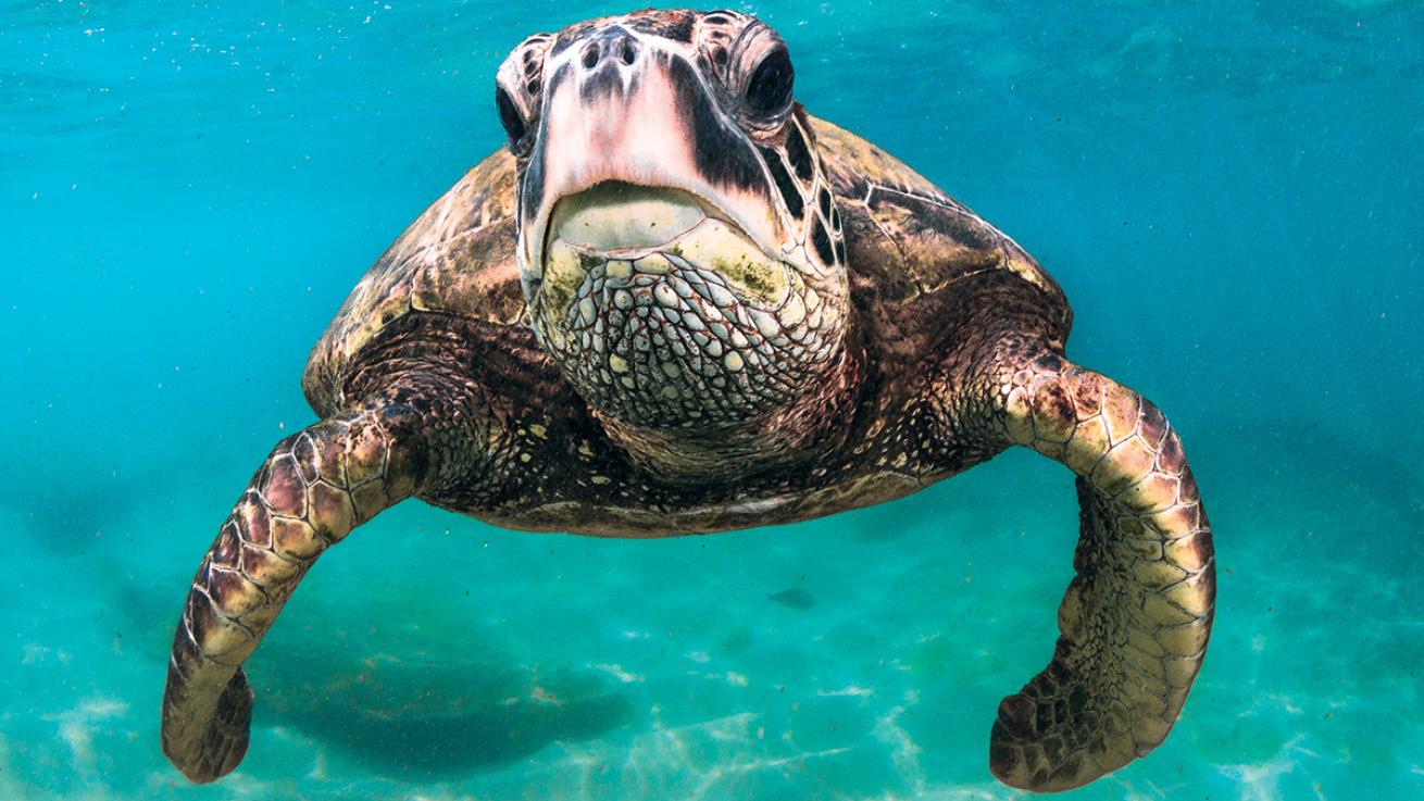 hawaii green sea turtle
