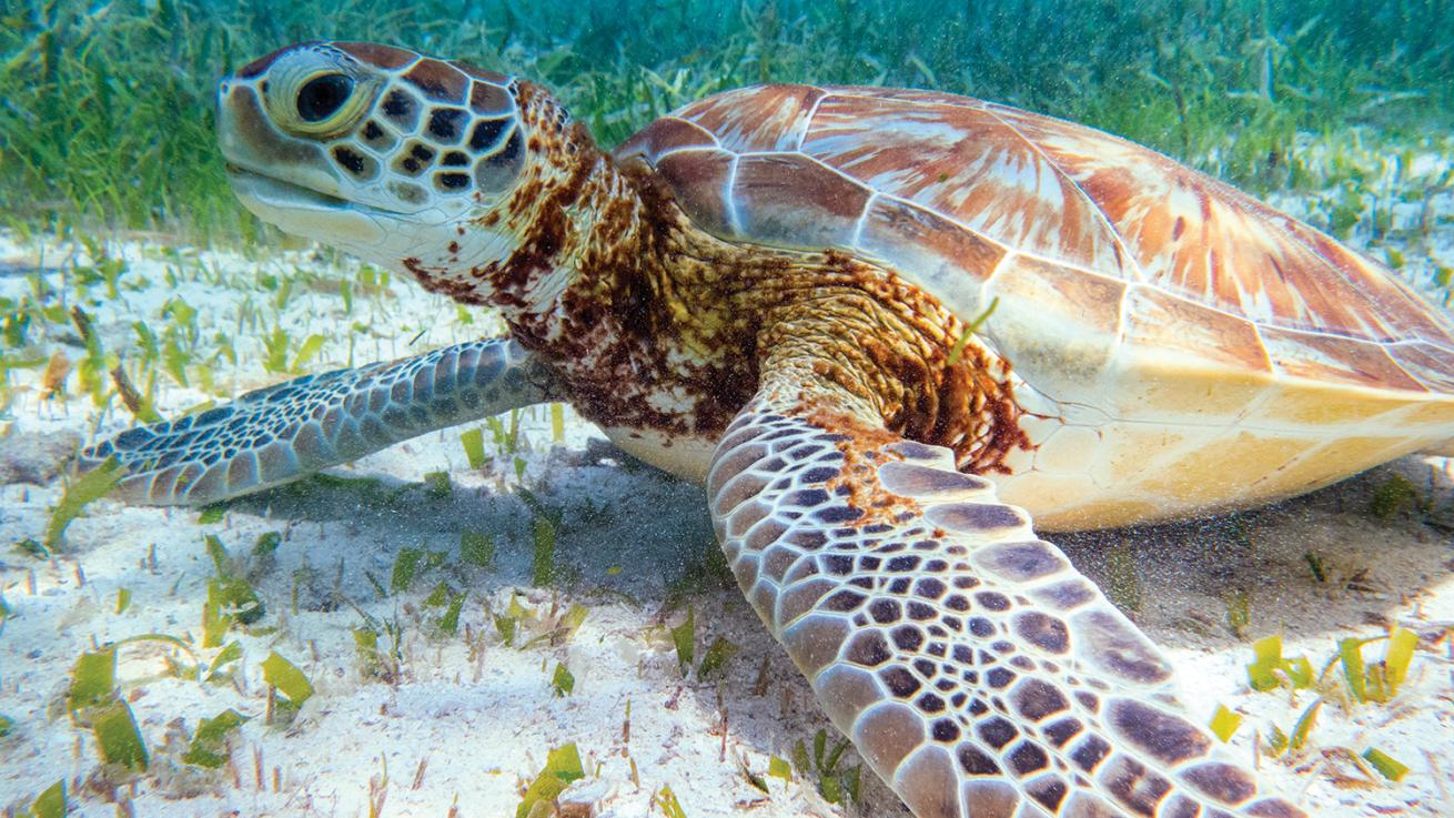 belize green turtle