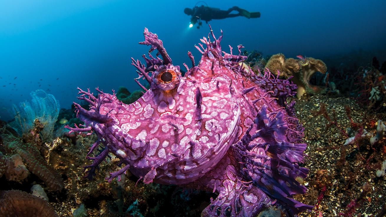 scorpionfish bali