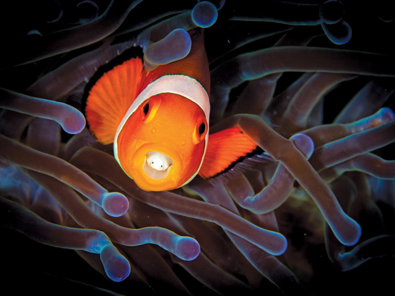 Clownfish and host symbiotic relationship