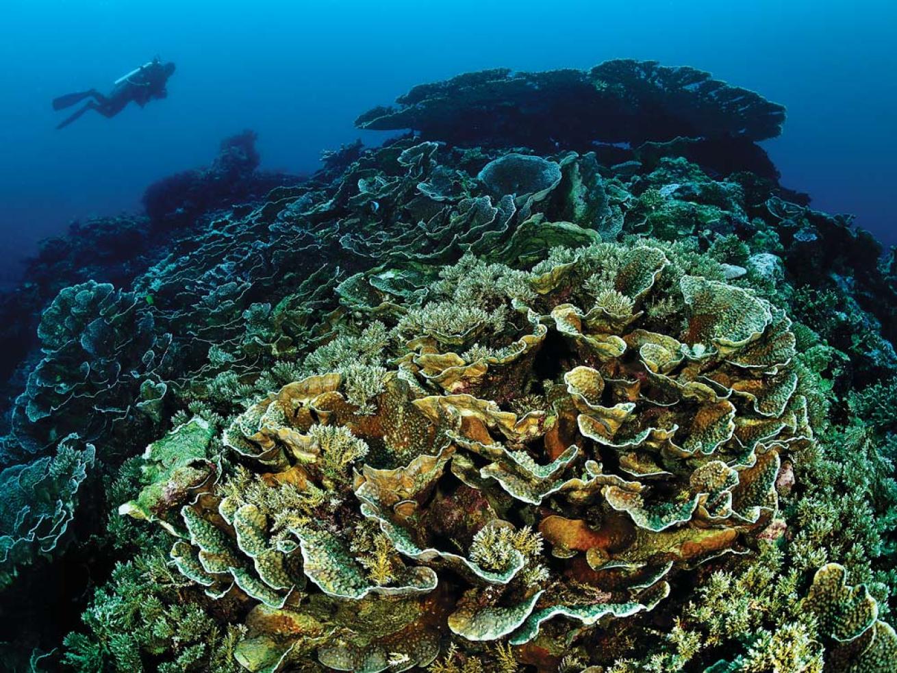 Banda Sea Cup Coral