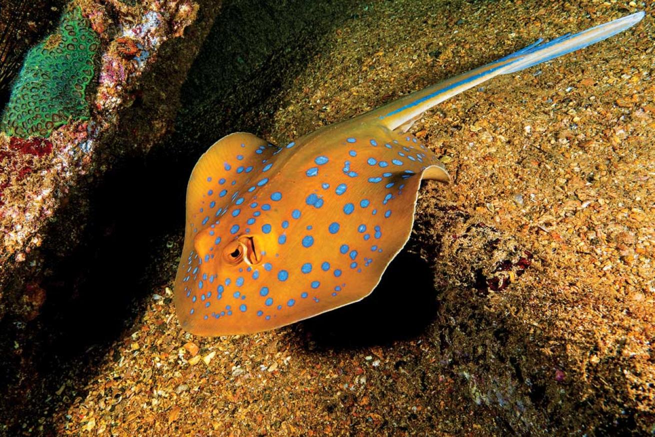 Bluespotted Ribbontail Ray