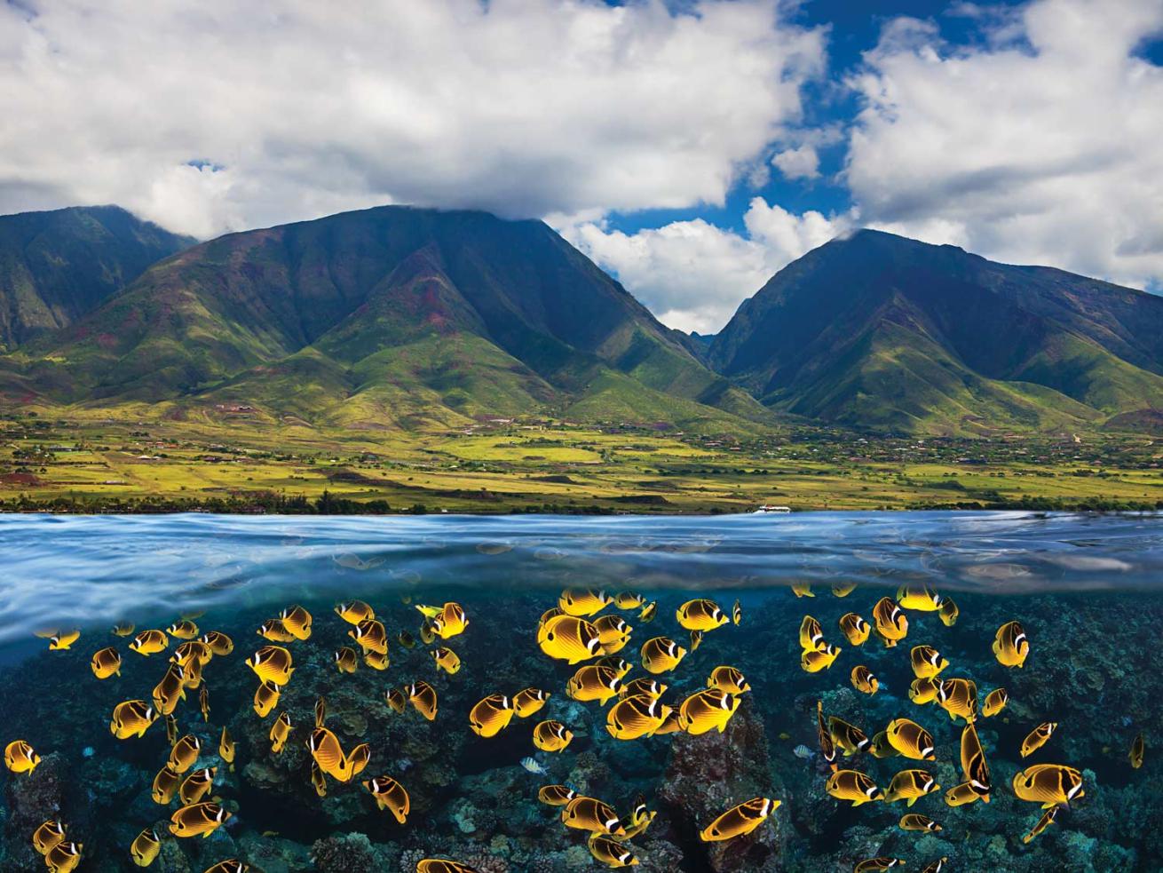 Racoon butterfly-fish and Maui mountains