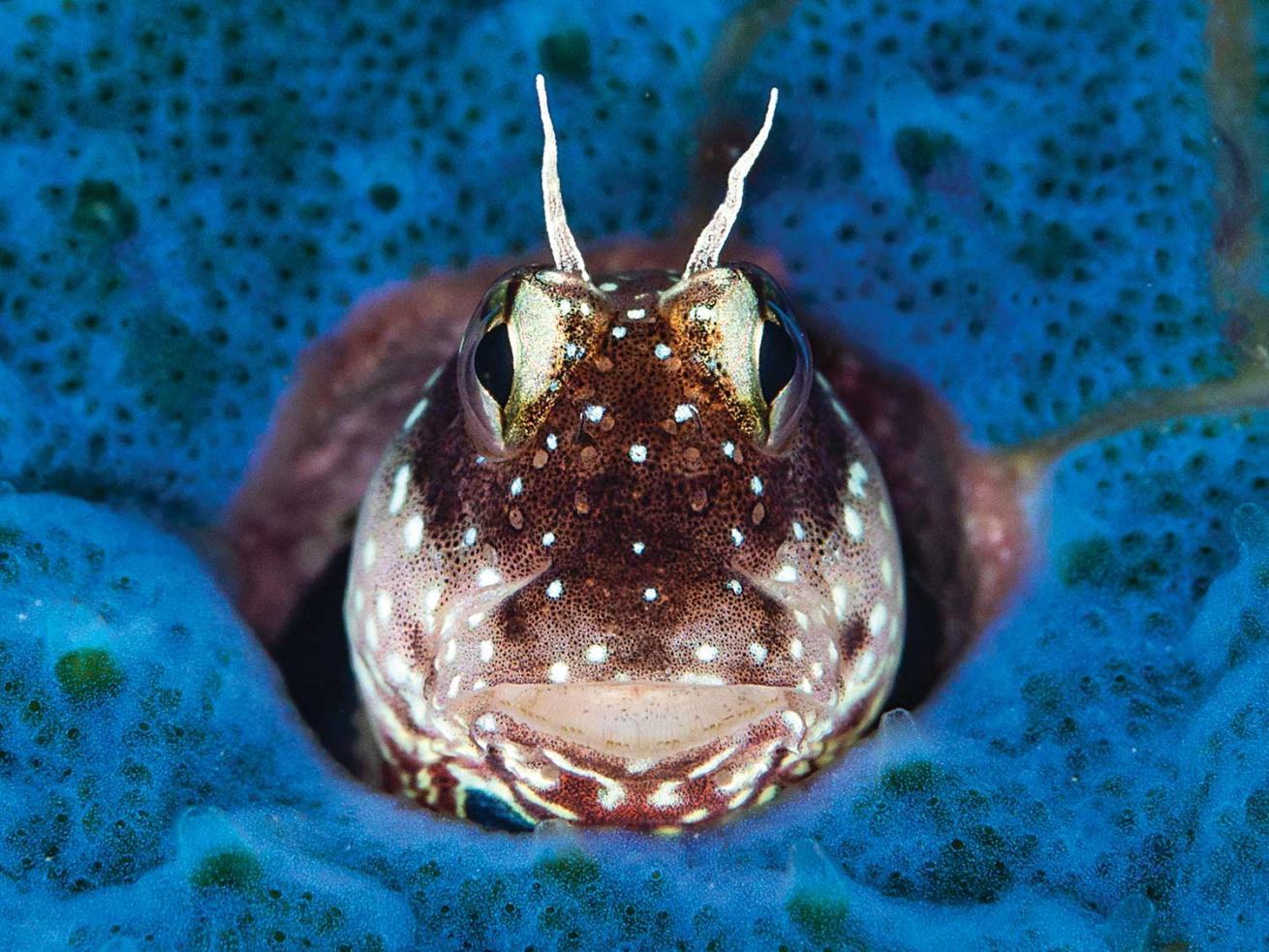 blenny peeks out of its home