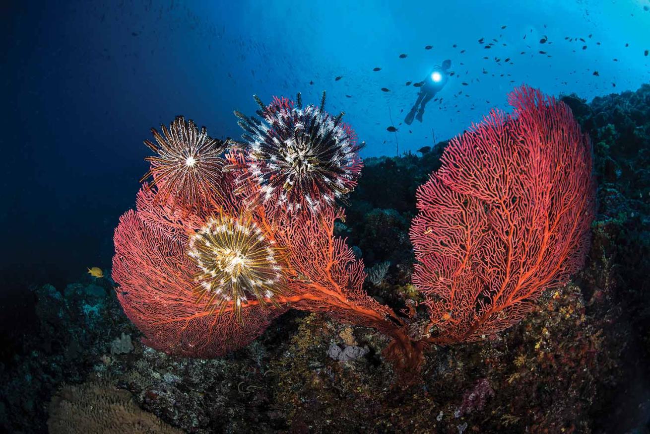 Crinoids and sea fans