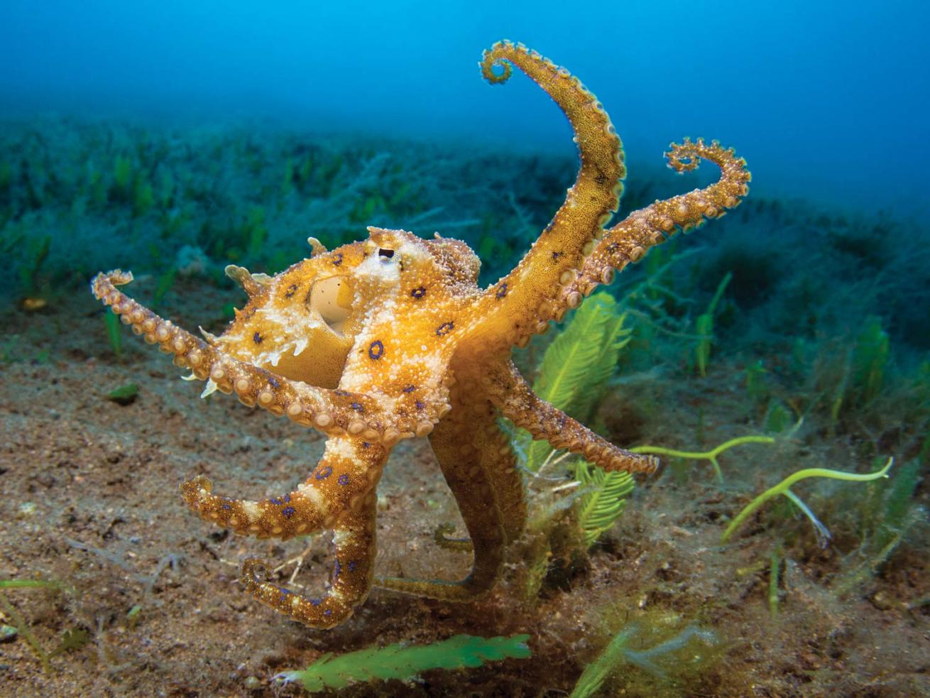 Octupus on muck sea floor