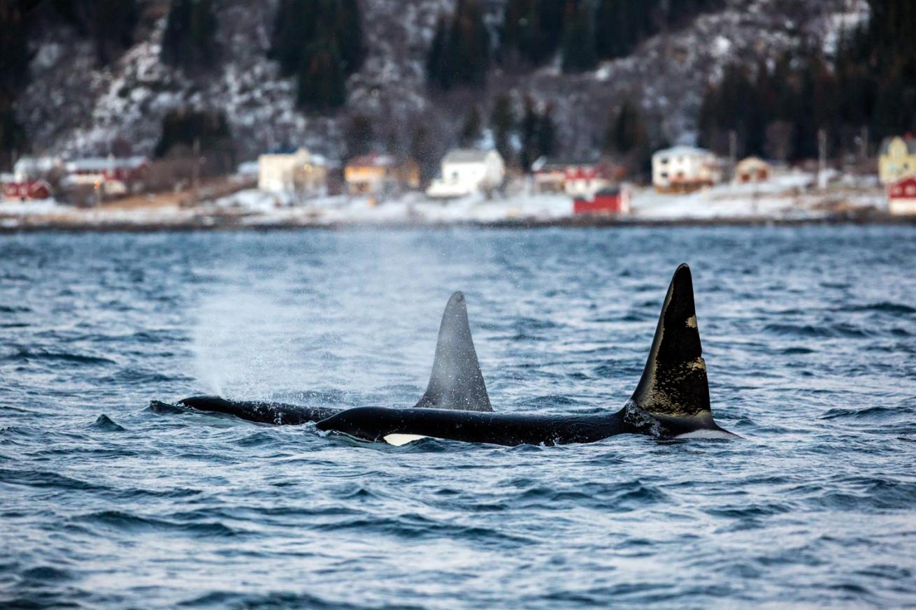 orcas surfacing in a bay