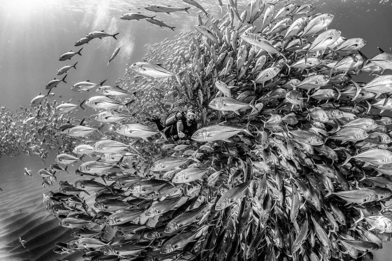 Swirling schools of jacks impress off Baja California Sur, Mexico