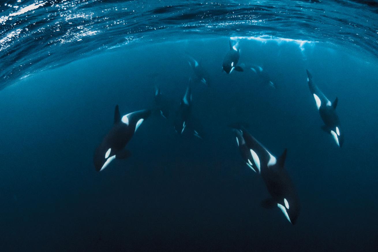 Orca swimming underwater