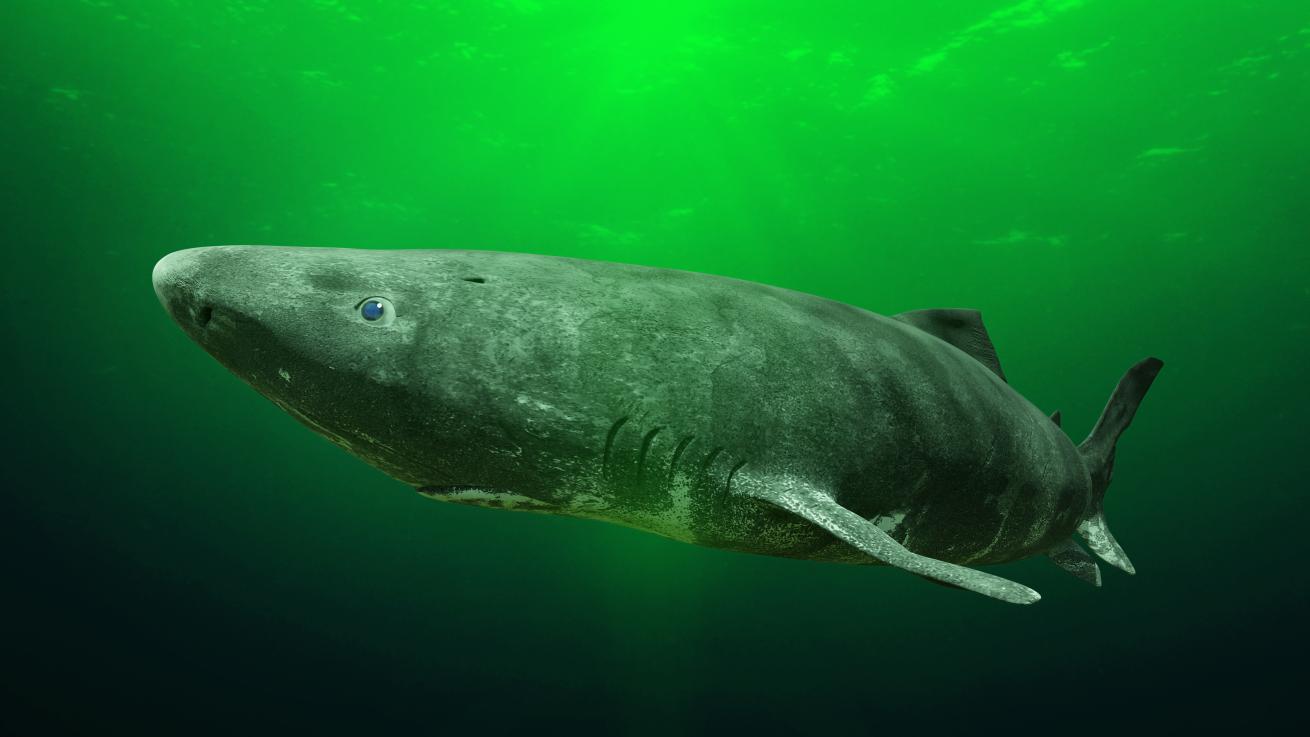 Greenland shark