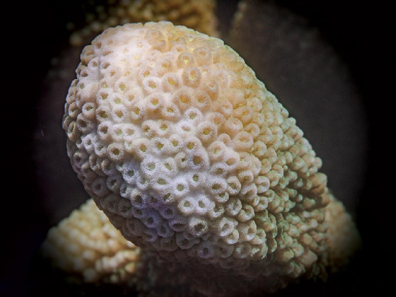 Isopora Coral