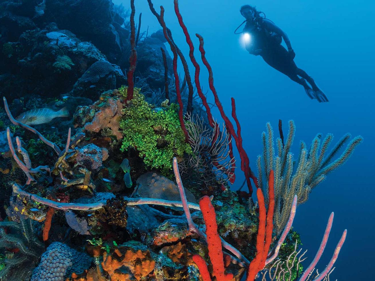 Colorful sponges in the Cayman Islands