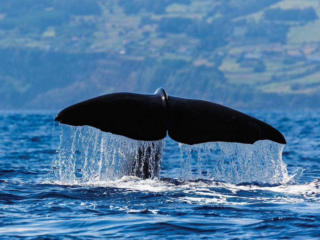 sperm whale dives deep
