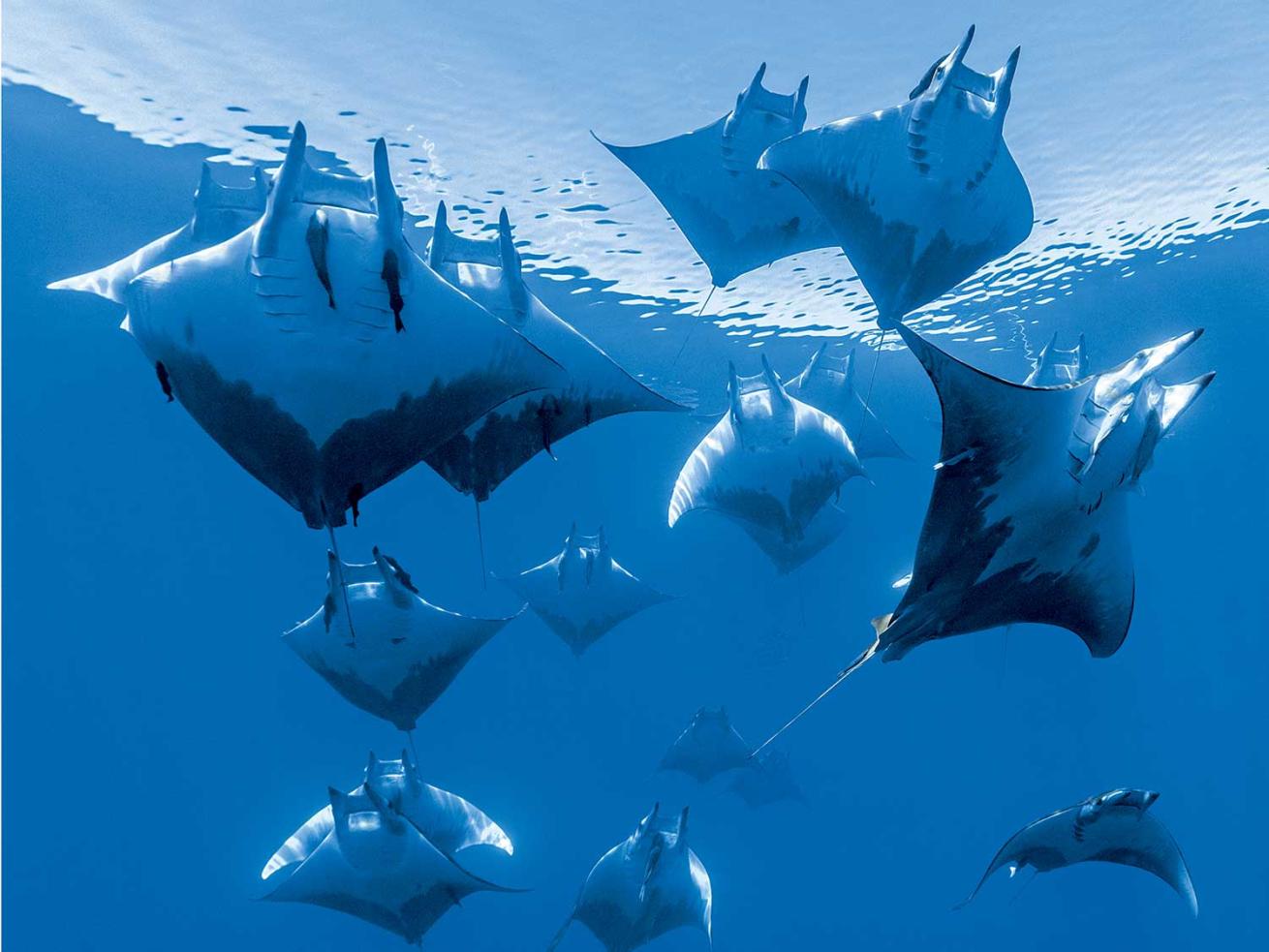 Sicklefin devil rays