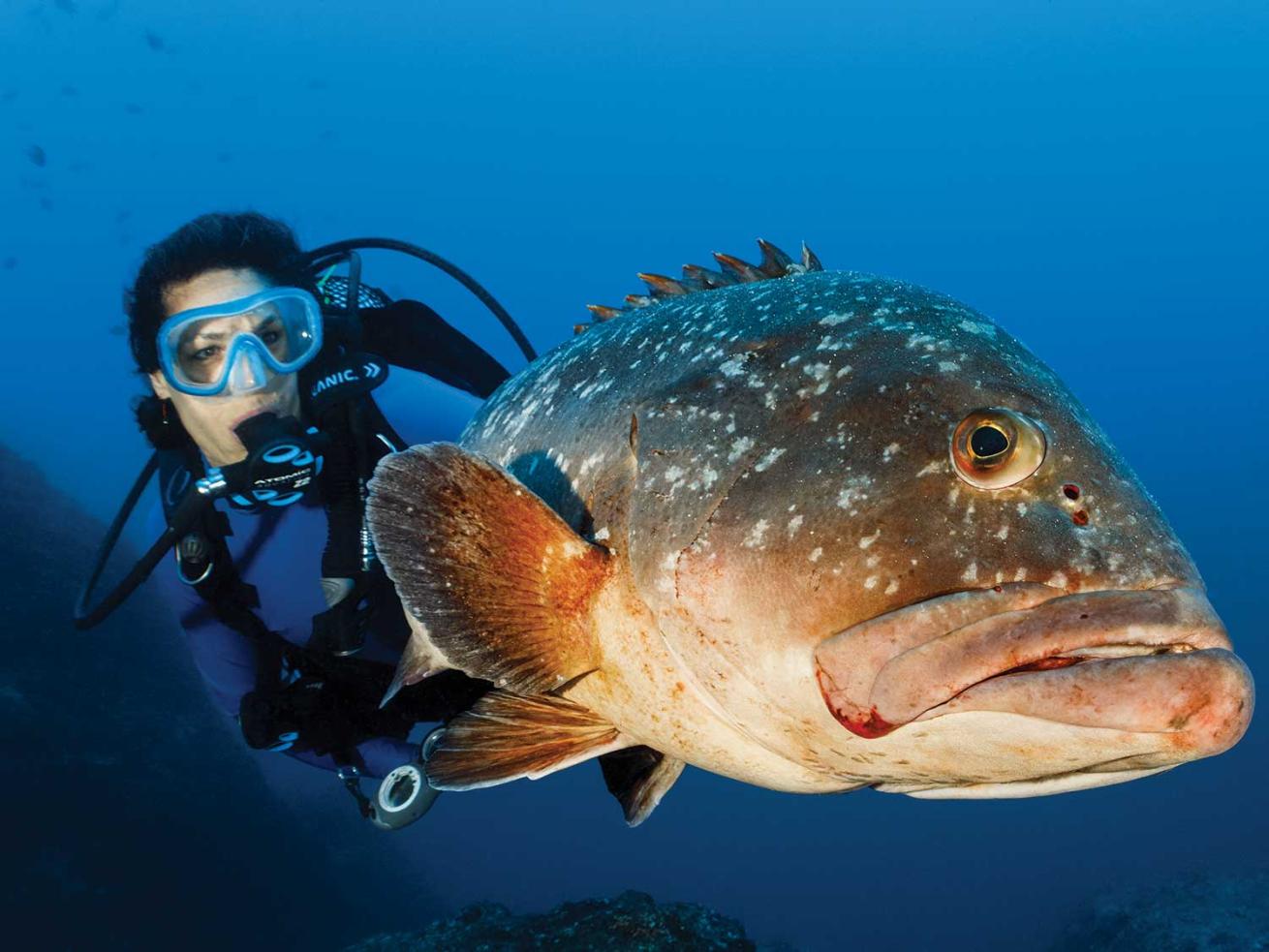 dusky grouper