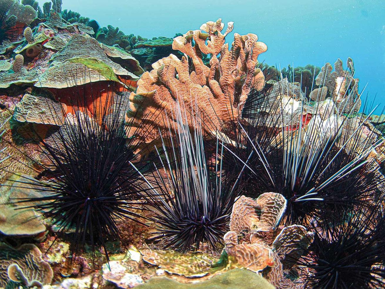 Coral in honduras