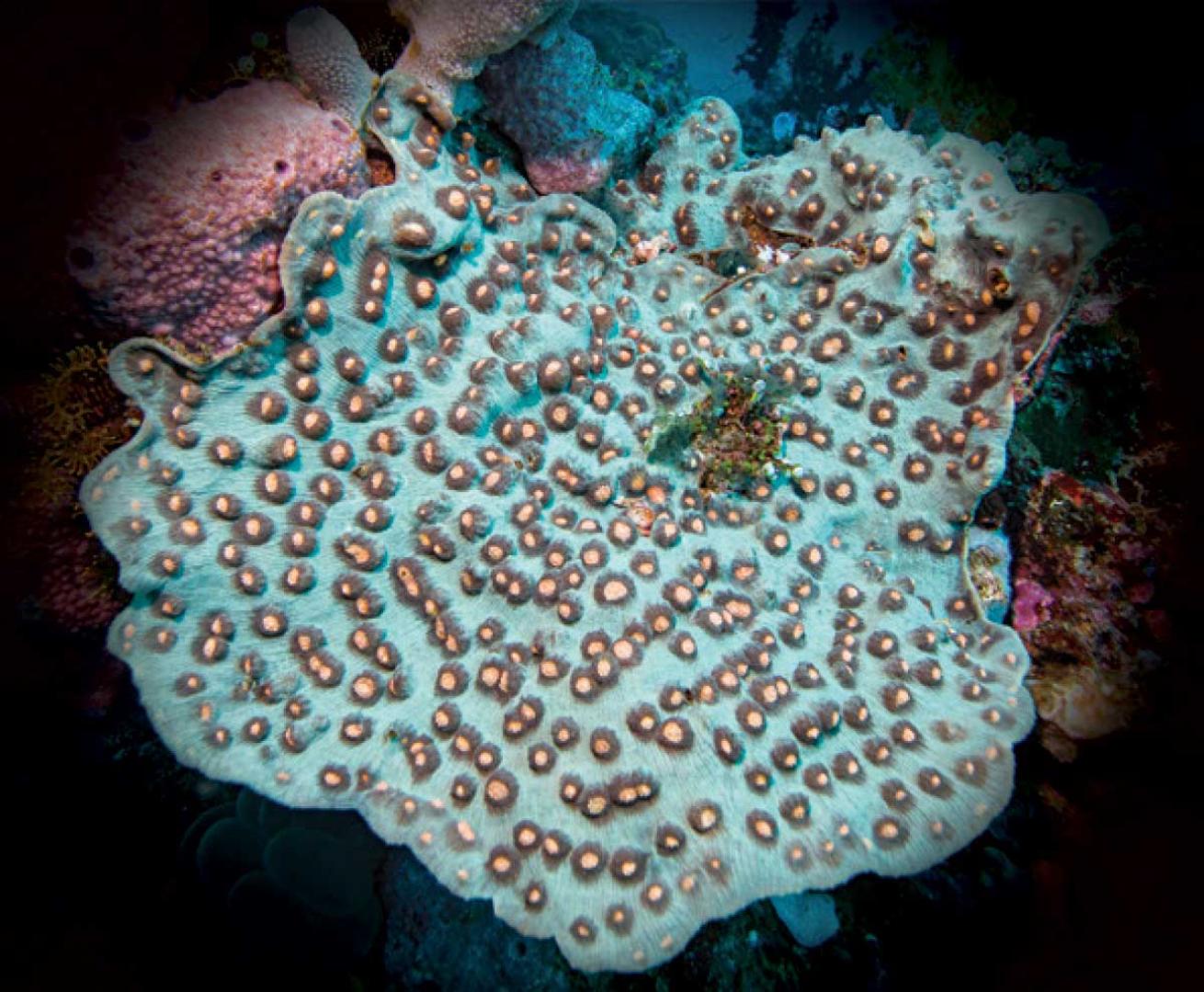 Elephant Nose Coral