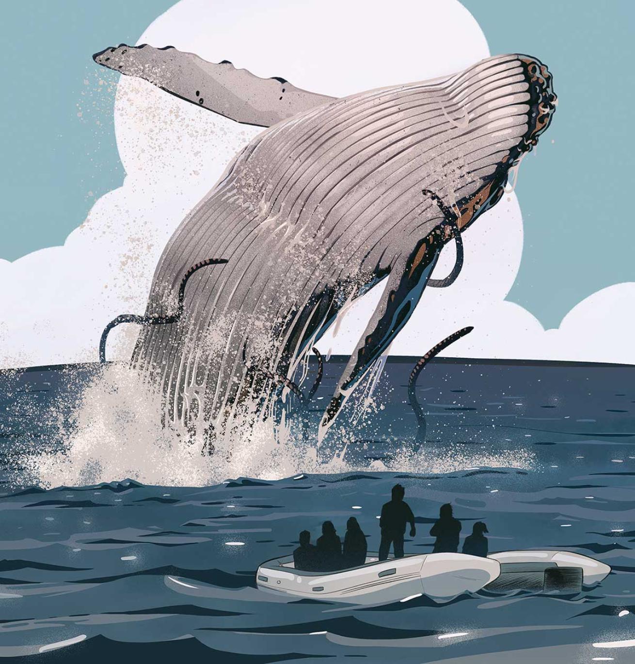 Humpback Whale