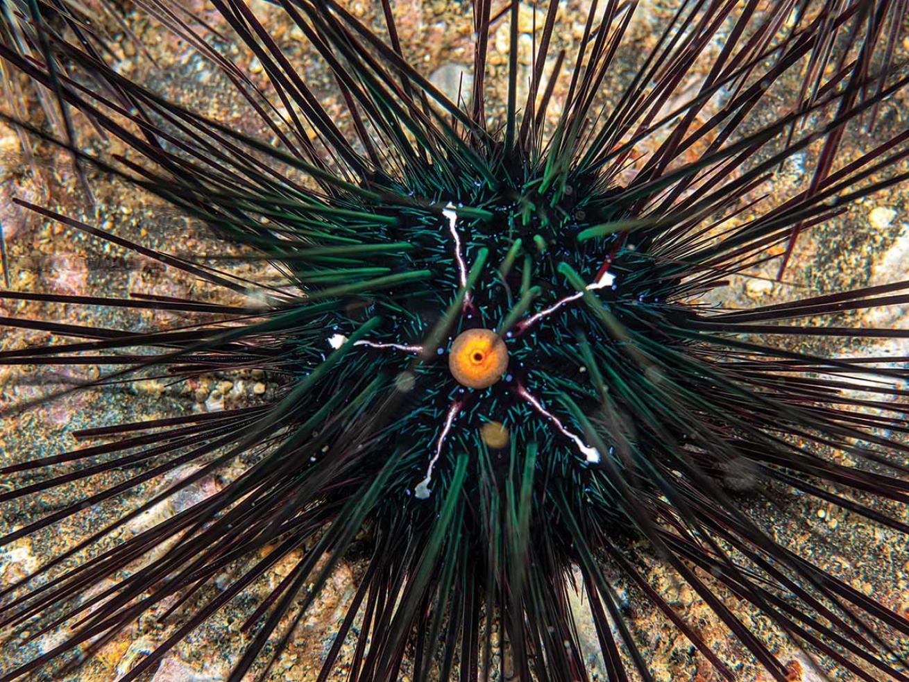 Sea urchin in Tela