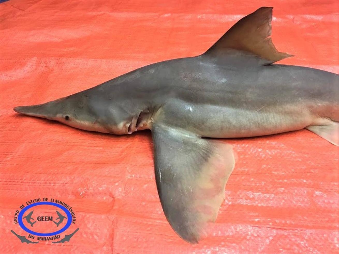 rare daggernose shark species from brazil