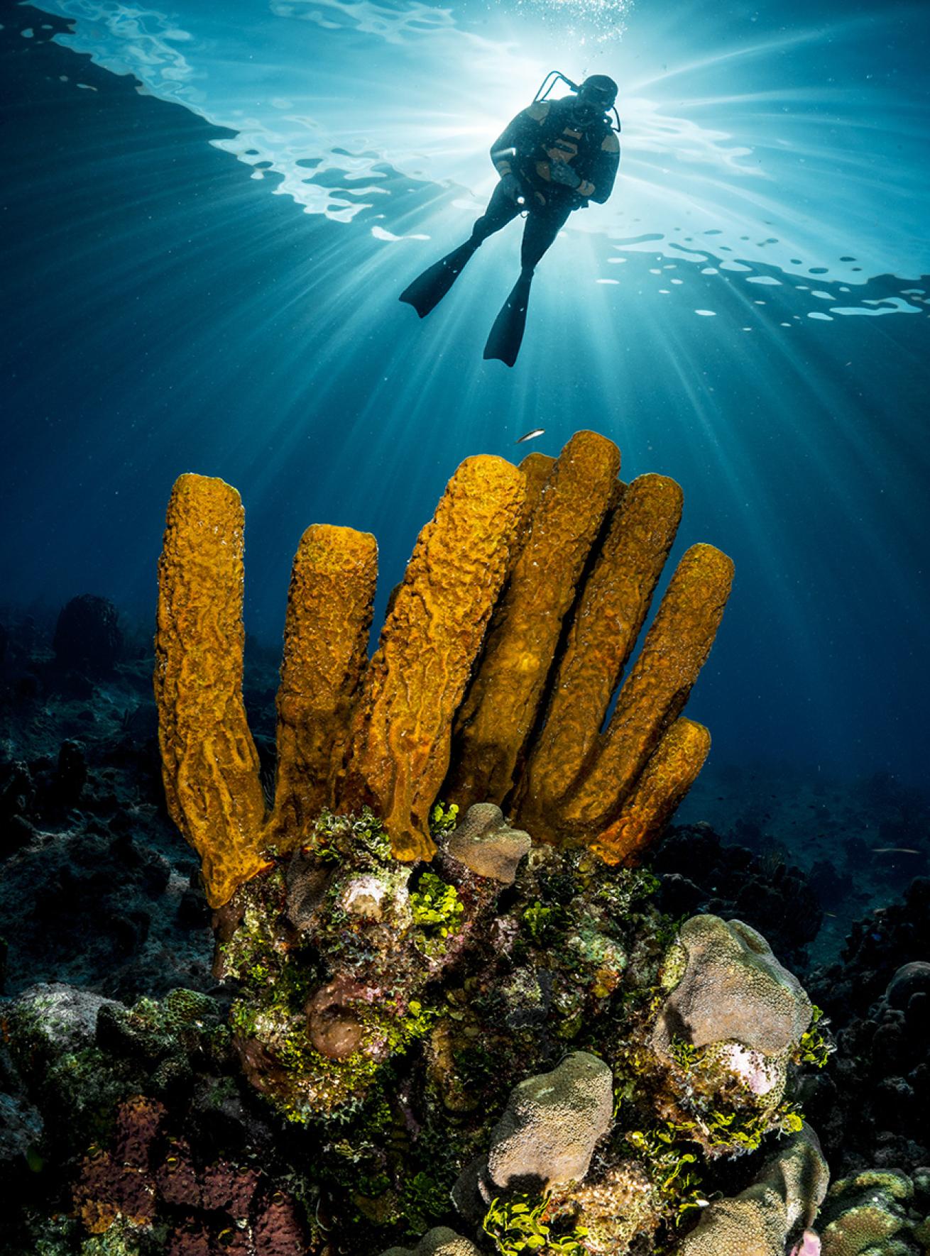 Underwater sponges in Grand Cayman