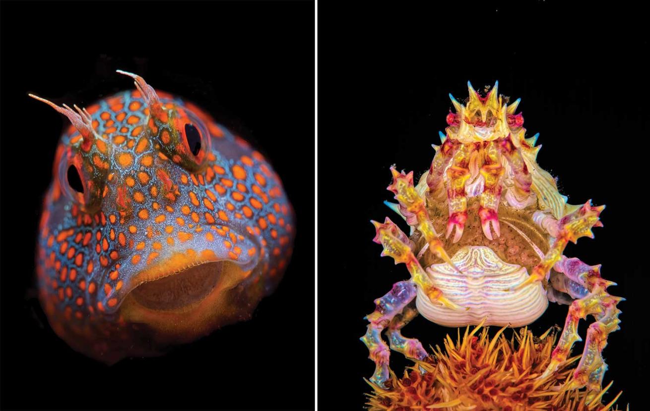 A colorful blenny and a candy crab