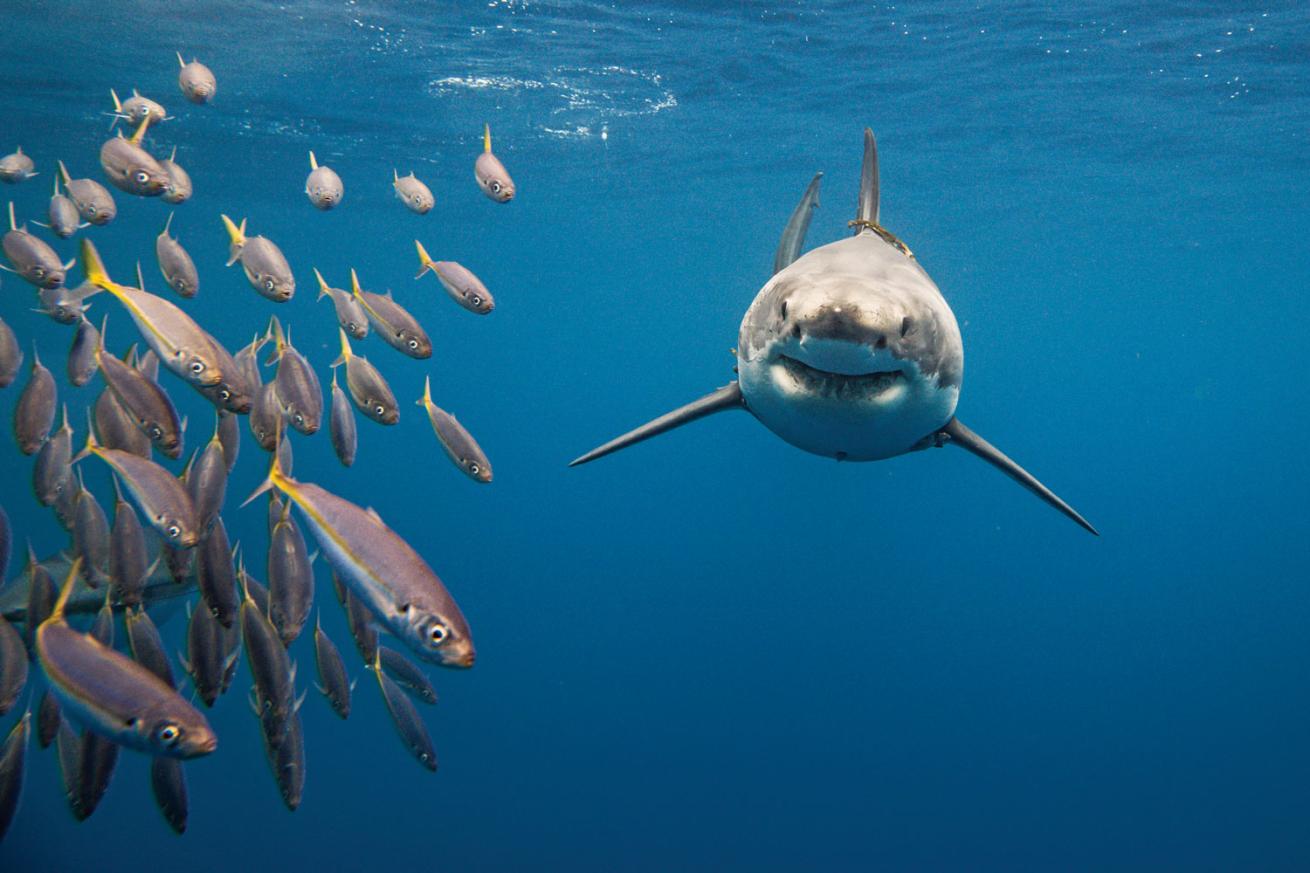 A great white shark off Guadalupe Island
