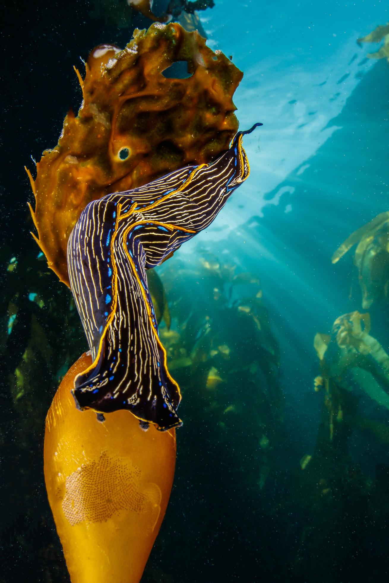 nudibranch southern california