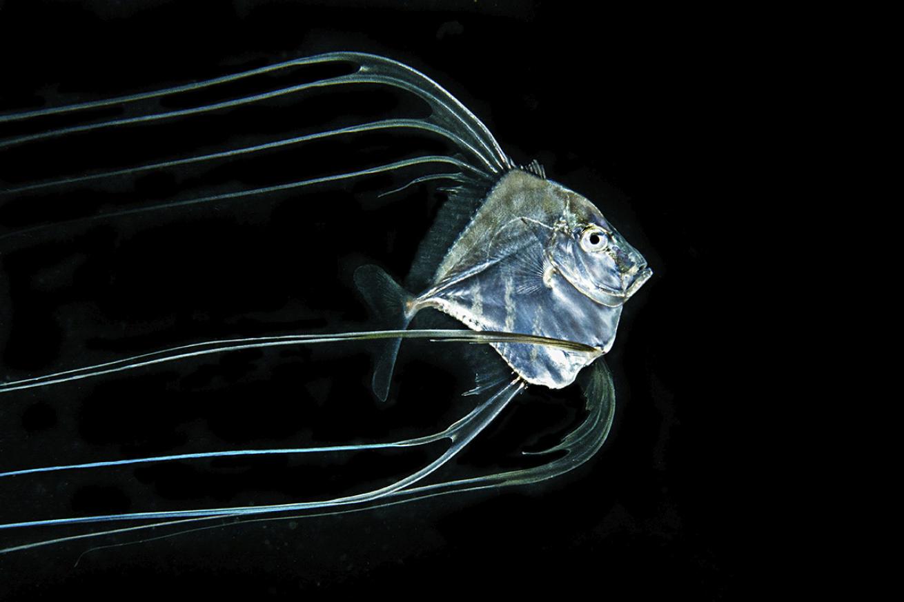 Deep-water fish swimming in Palau