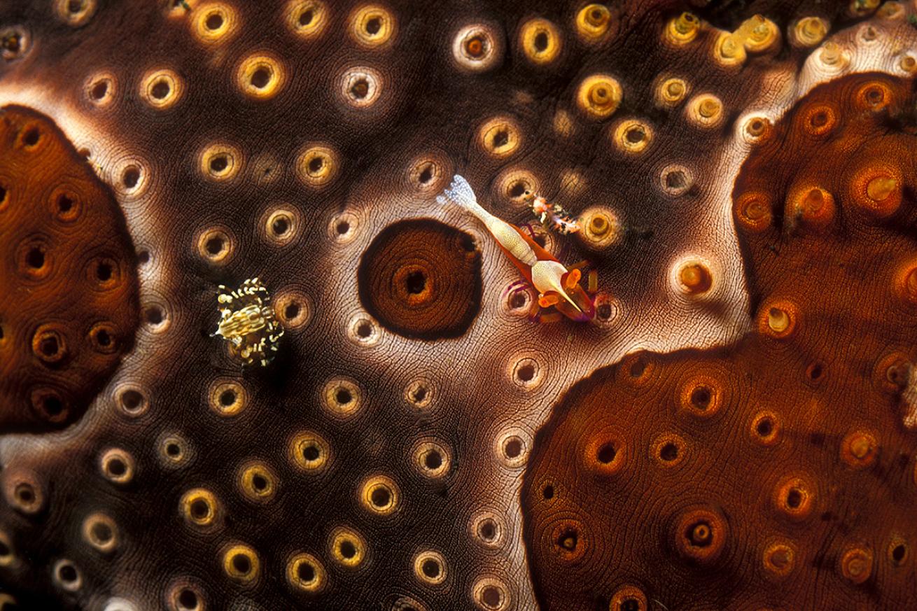 Tiny marine life in the Lembeh Strait