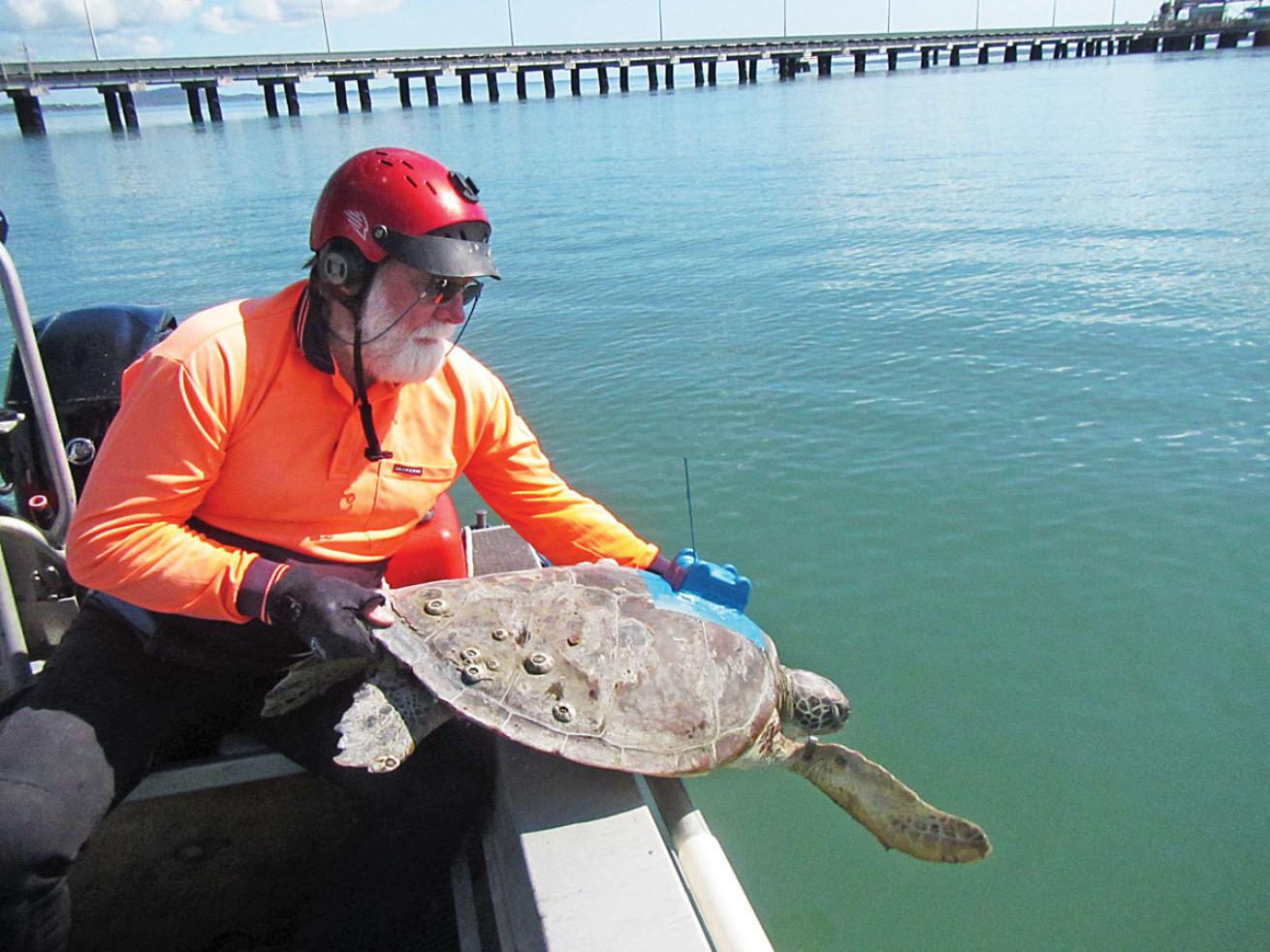 Colin Limpus releases sea turtle