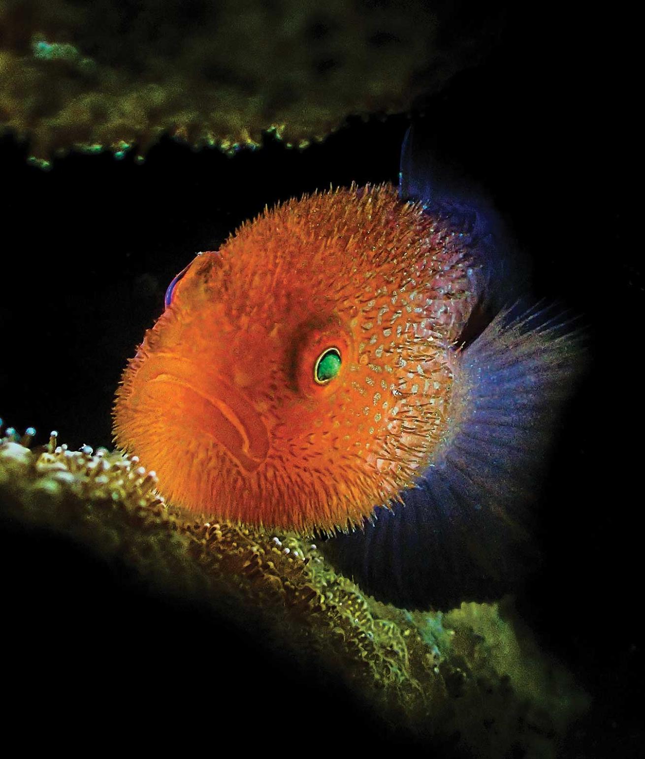 redhead coral goby
