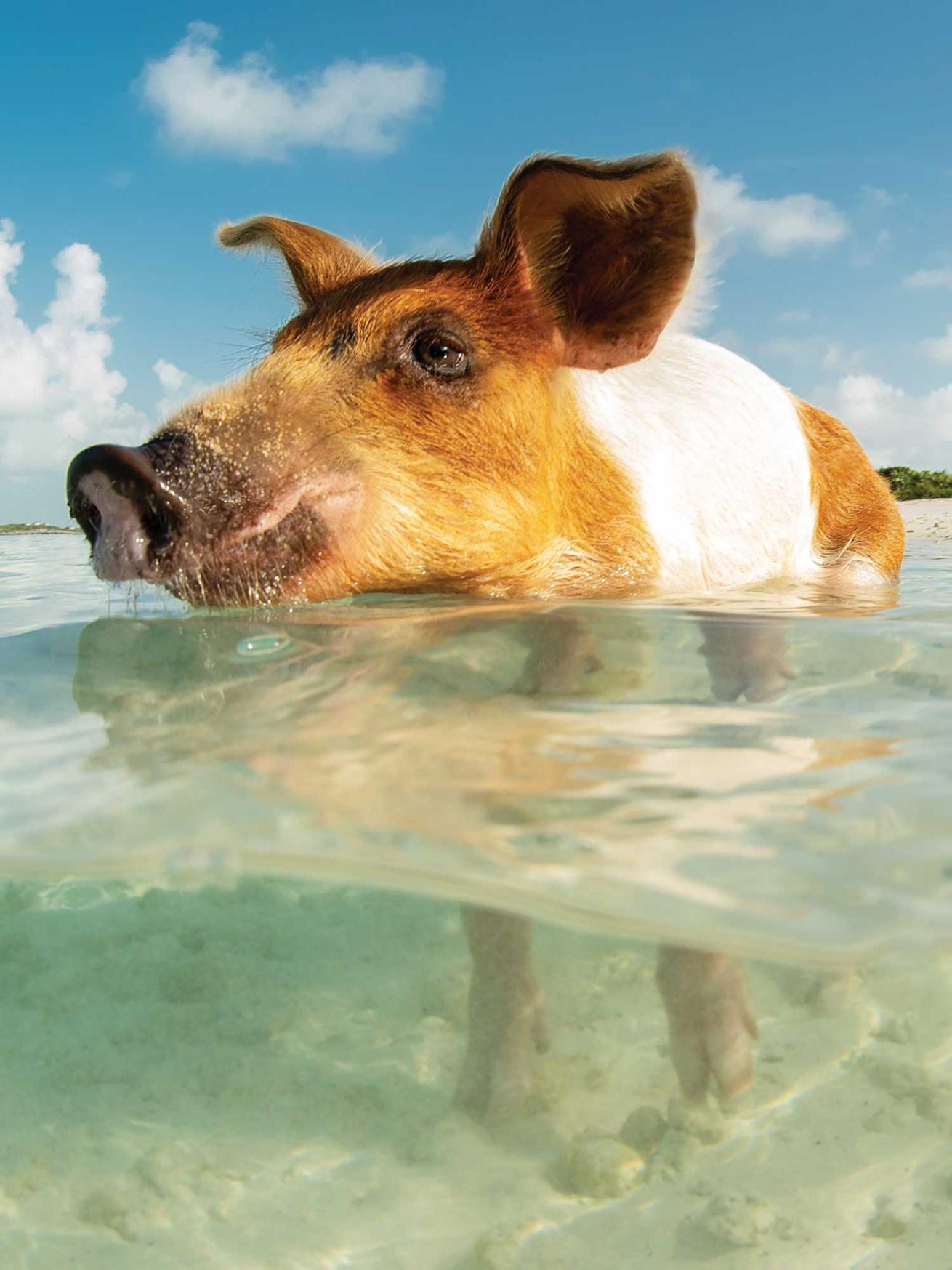 The famous swimming pigs.