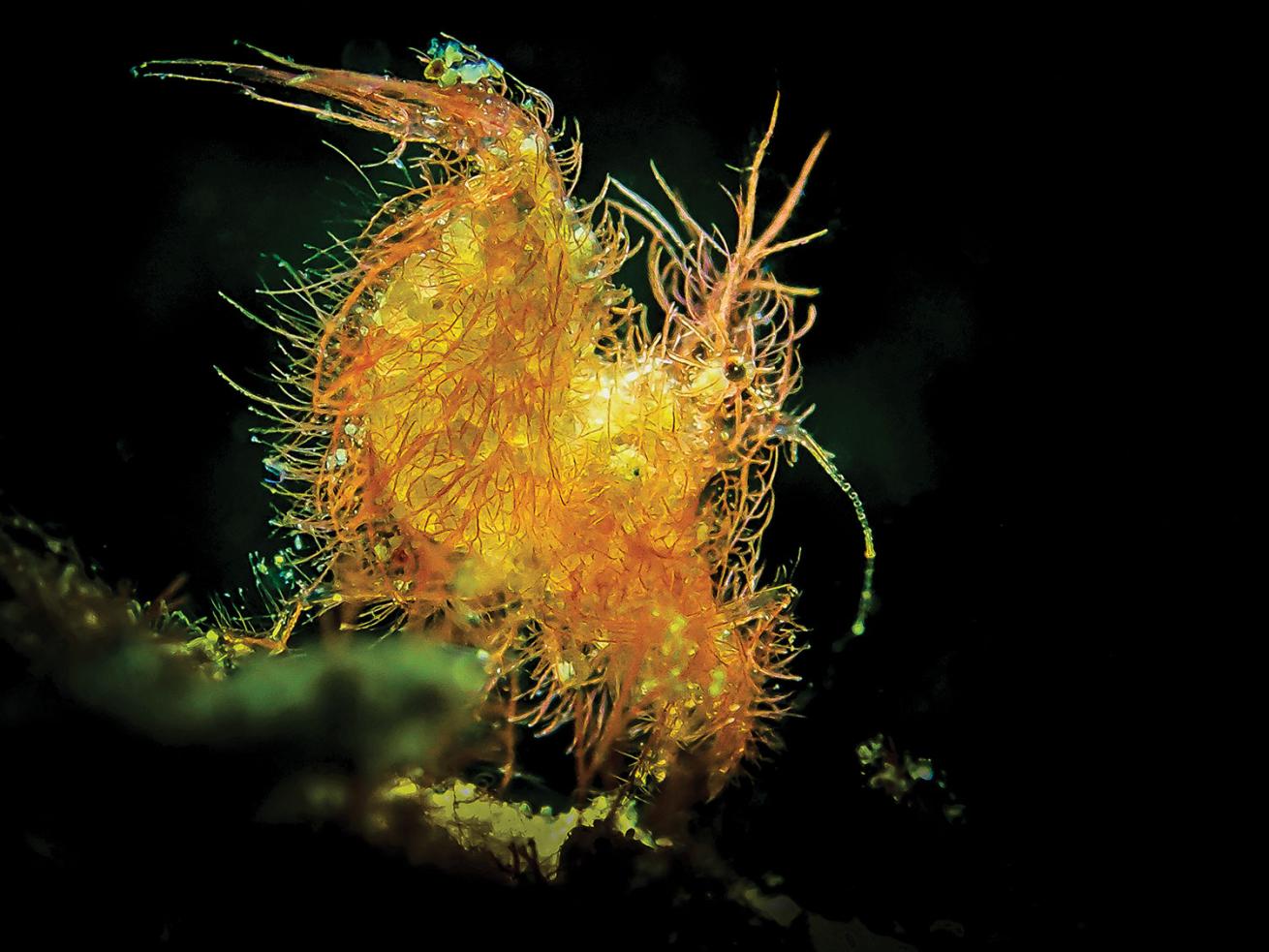 A hairy shrimp.