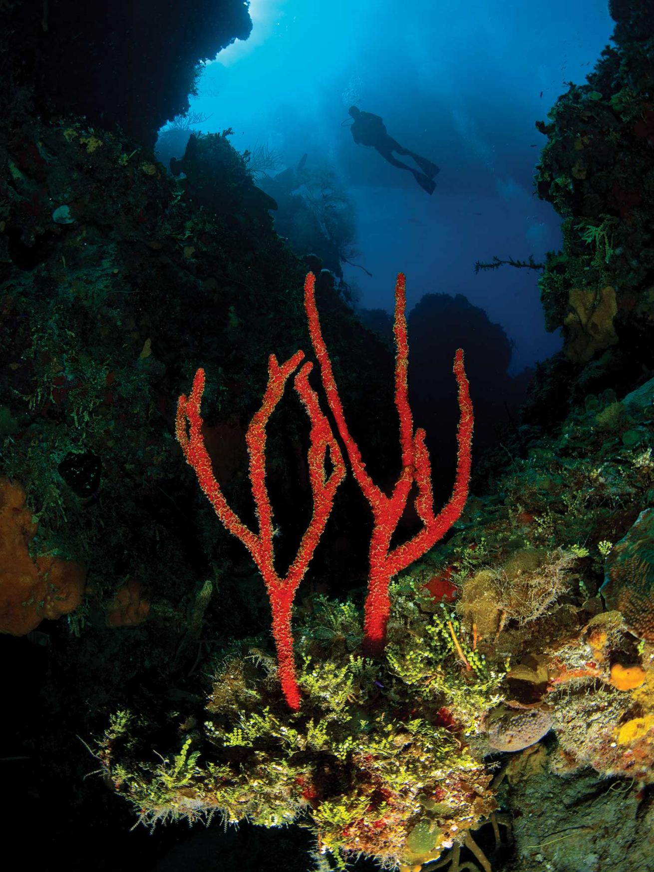 A red sponge thrives in the undercuts of Dog Rocks.
