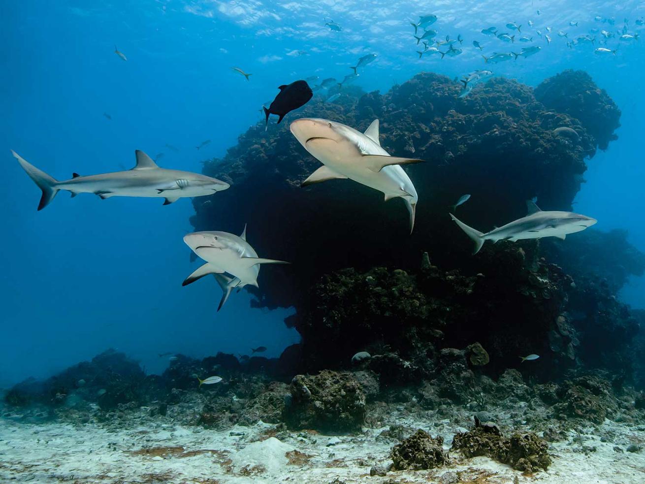 Sharks swim in reef.