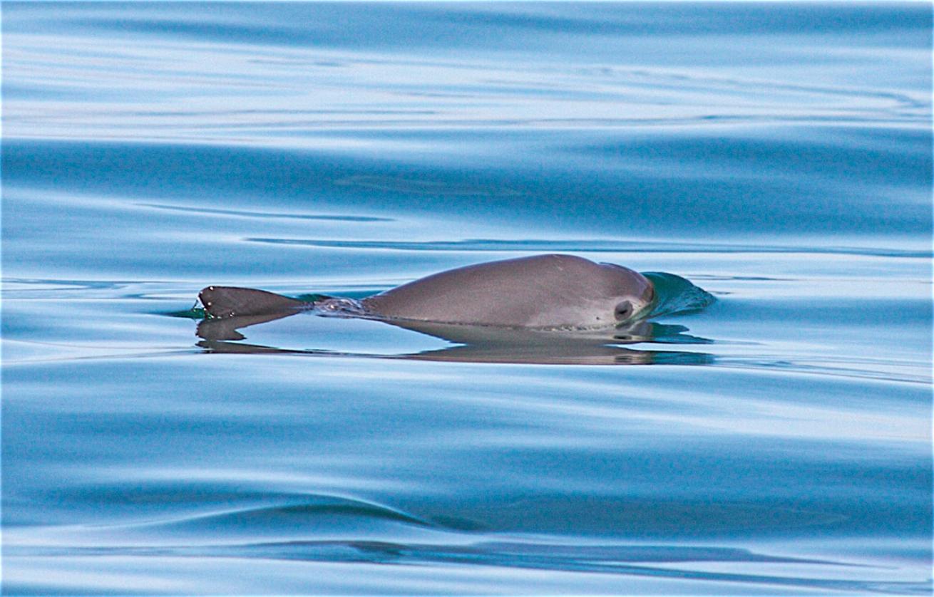 vaquita critically endangered
