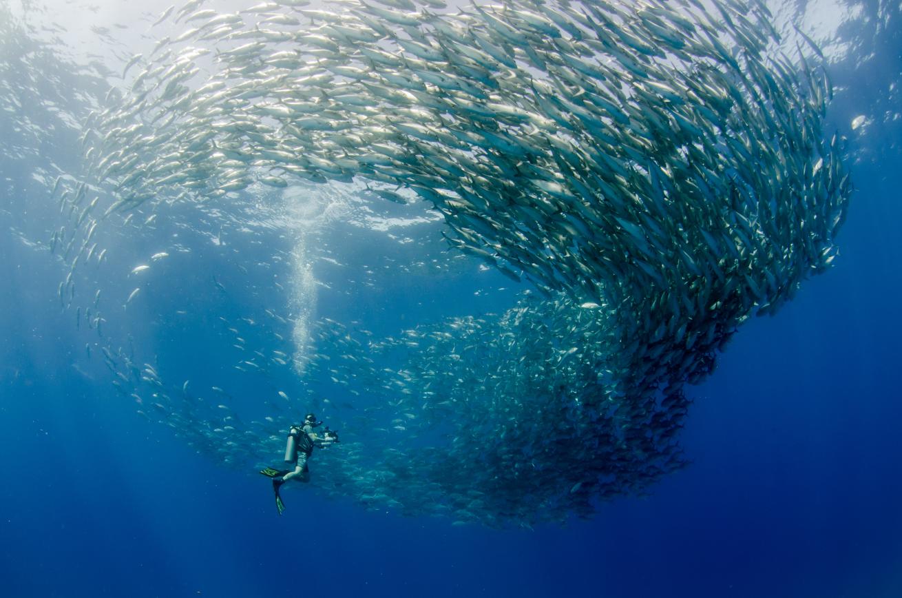 cabo pulmo marine park national park