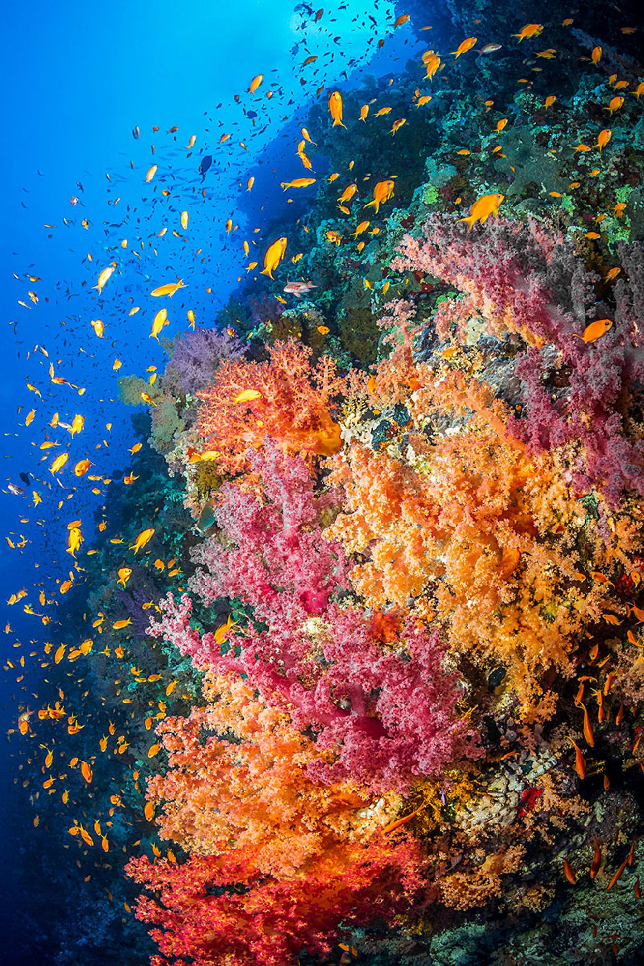 Ras Mohammed National Park Underwater